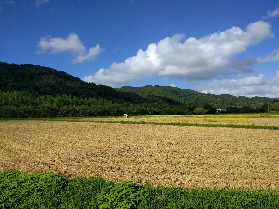 Rice field harvest