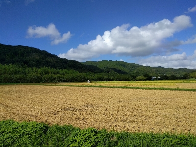 Rice field harvest Photo