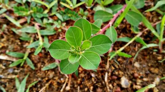 叶子 自然的 移动的 摄影 照片