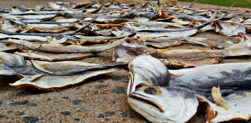 Poisson sec chennai
 pêcheur
