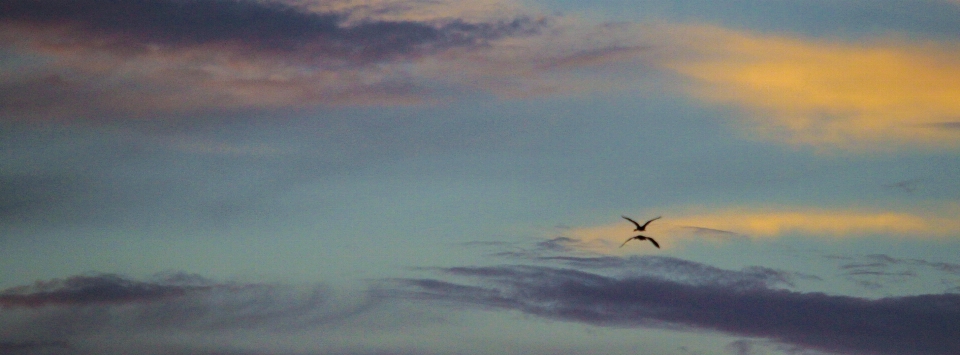 Nuages ​​​​au coucher du soleil
 des oiseaux ciel bleu
