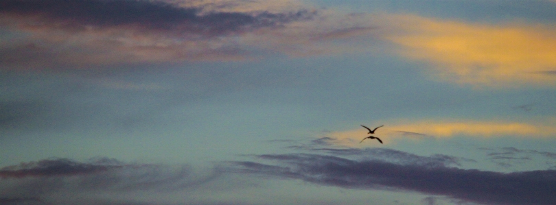 Foto Awan matahari terbenam
 burung-burung langit biru
