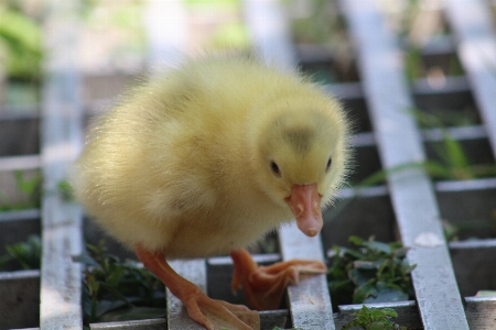 Duckling love grass greenery Photo