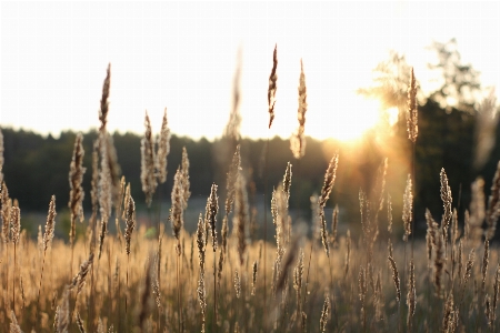 Landscape field nature trees Photo