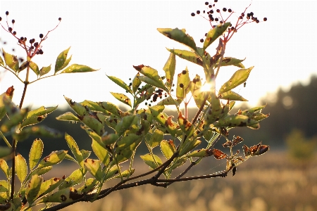 Zdjęcie Krajobraz pole natura drzewo