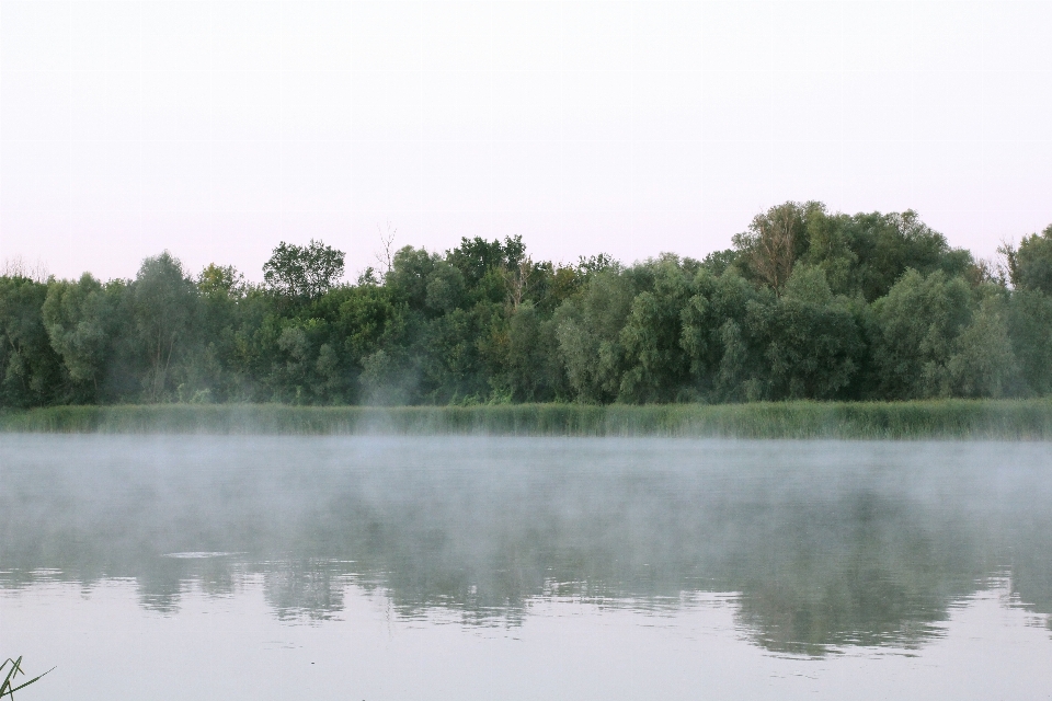 Fog landscape trees sunrise