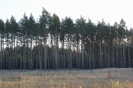 Landscape field nature tree Photo