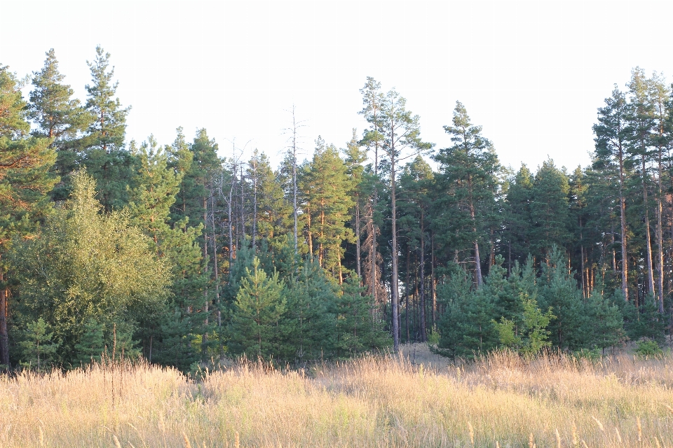 Landscape field nature tree