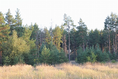 Landscape field nature tree Photo