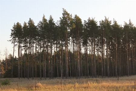 Landscape field nature tree Photo