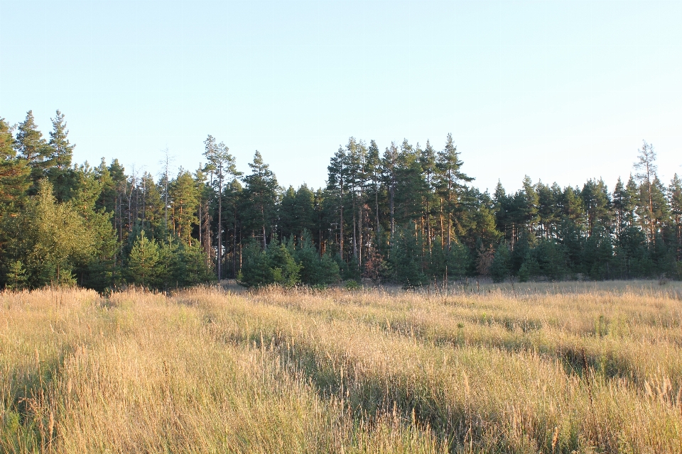 Paesaggio campo natura albero