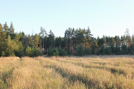 Landscape field nature tree Photo