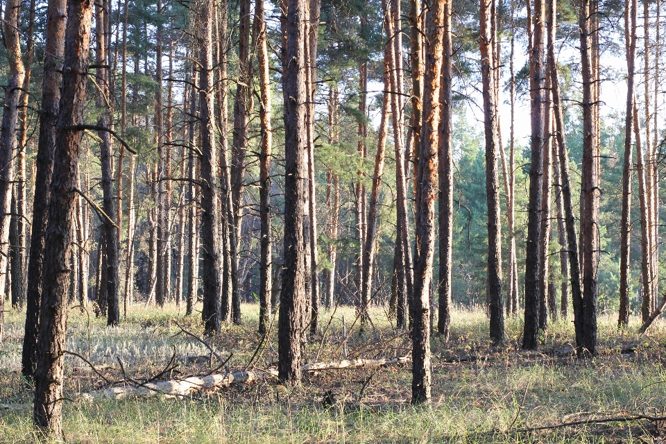 Paisaje campo naturaleza árbol