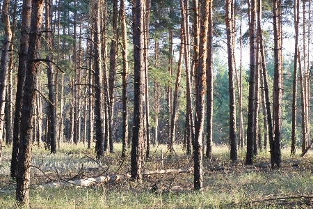 Zdjęcie Krajobraz pole natura drzewo