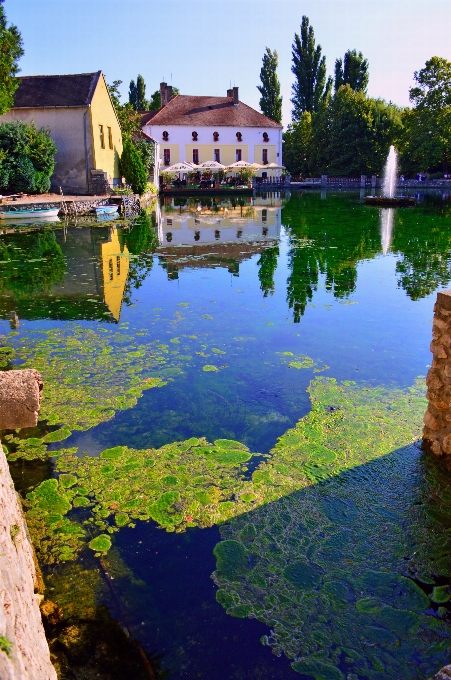 Natura riflessione acqua verde