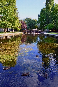 Mill pond lake water Photo