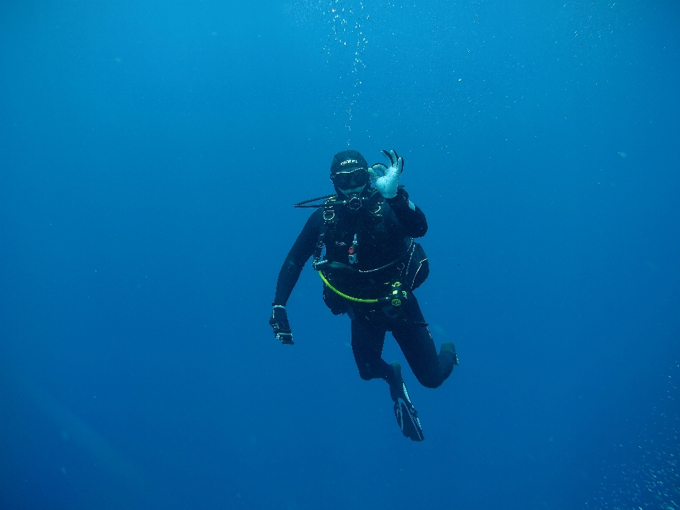 Buceo buzo mar rojo
 yeguas
