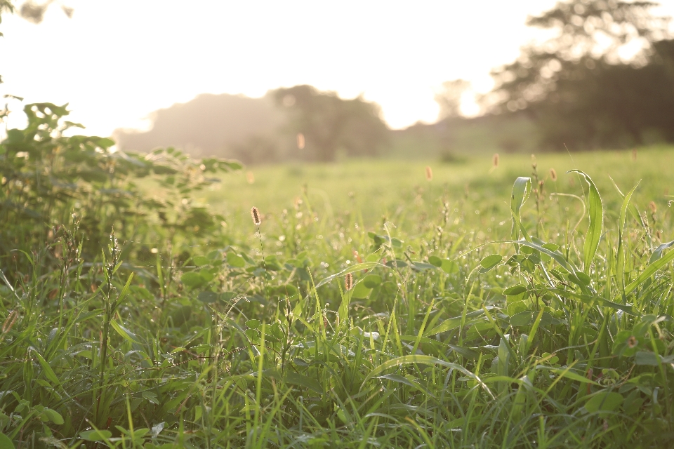 Naturaleza pradera
 césped vegetación