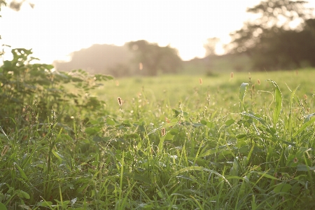 Foto Alam padang rumput
 rumput tumbuh-tumbuhan