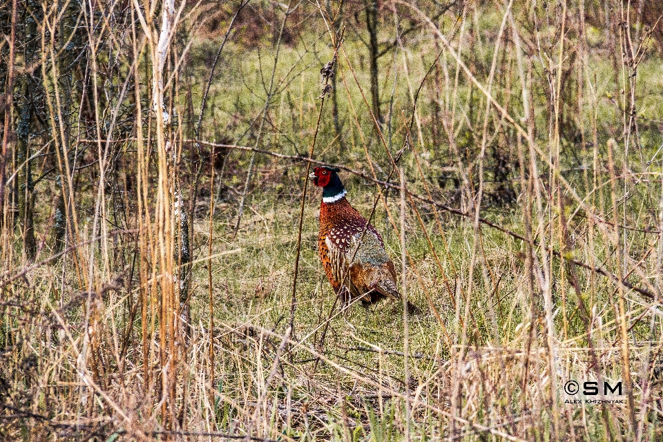 Bird grass ecosystem fauna