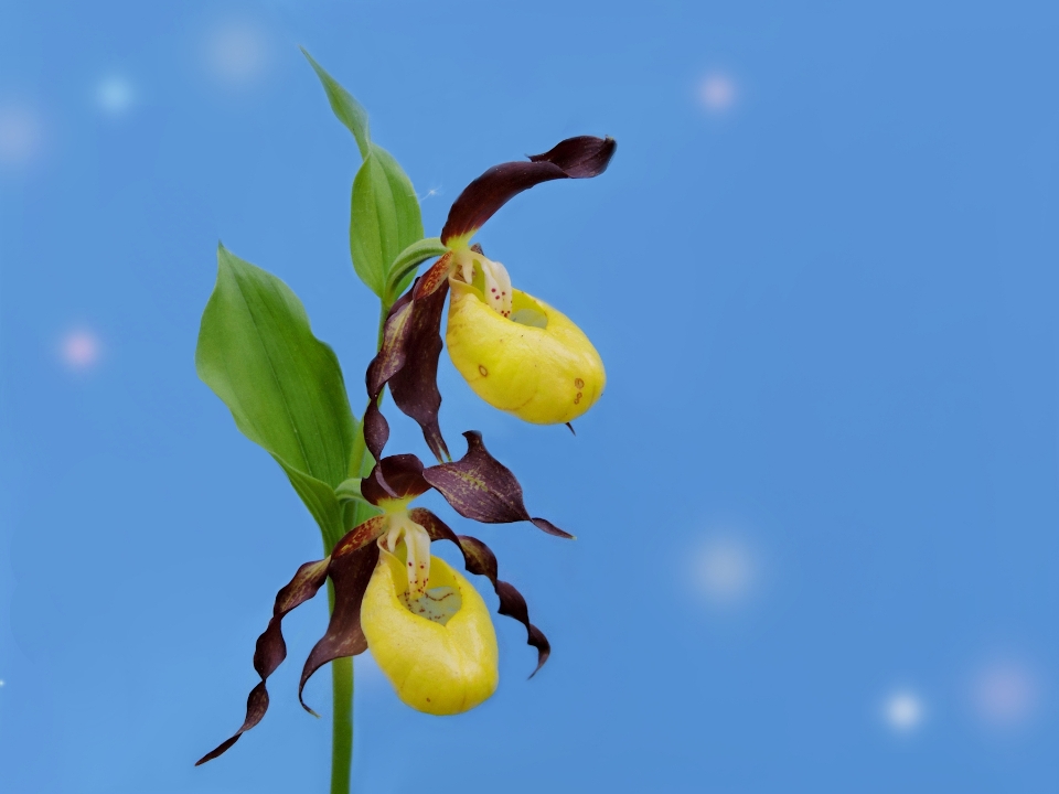 Lady's slipper yellow orchid flower