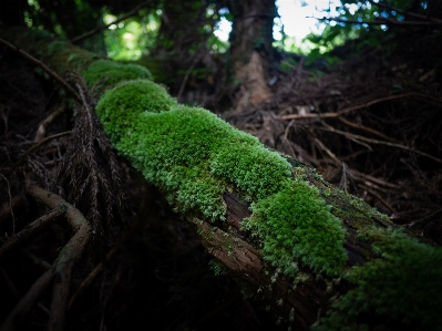 Green old forest brown Photo