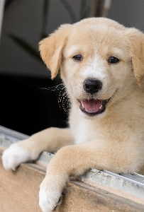 Foto Animale cucciolo cane come mammifero
