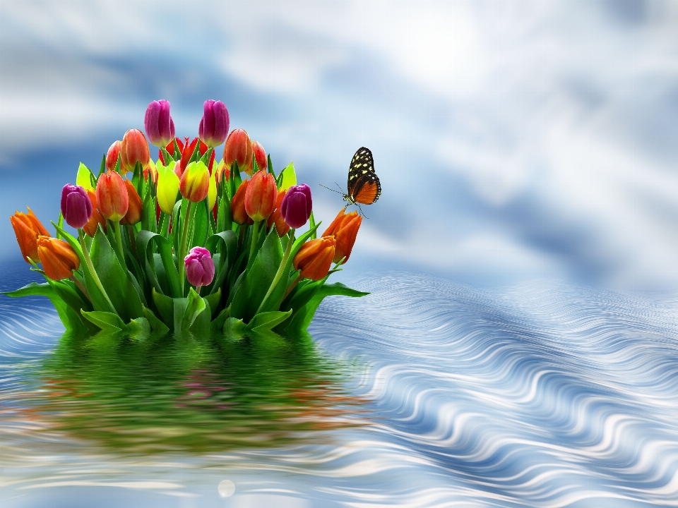 Flowers flower tulips water