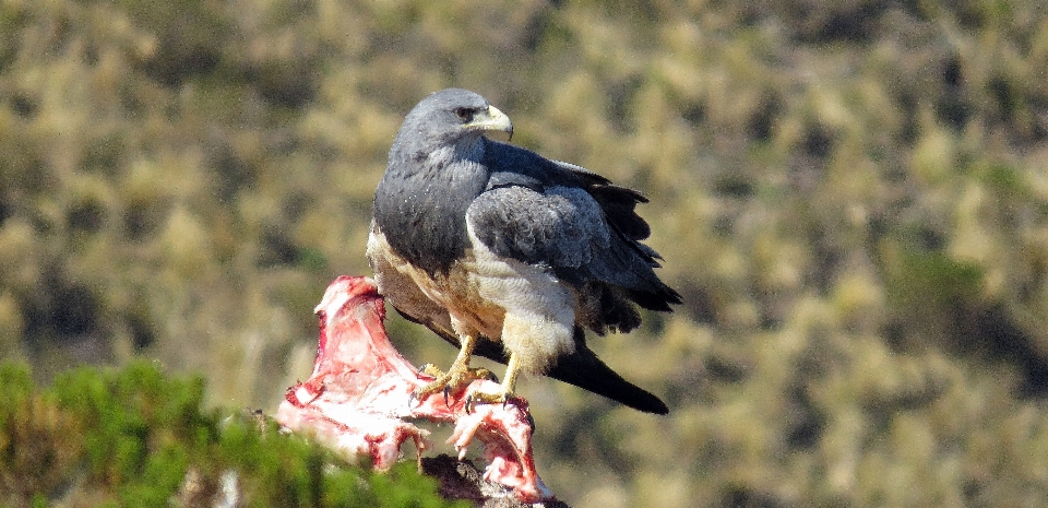 Aquila rapace
 cordova
 argentino