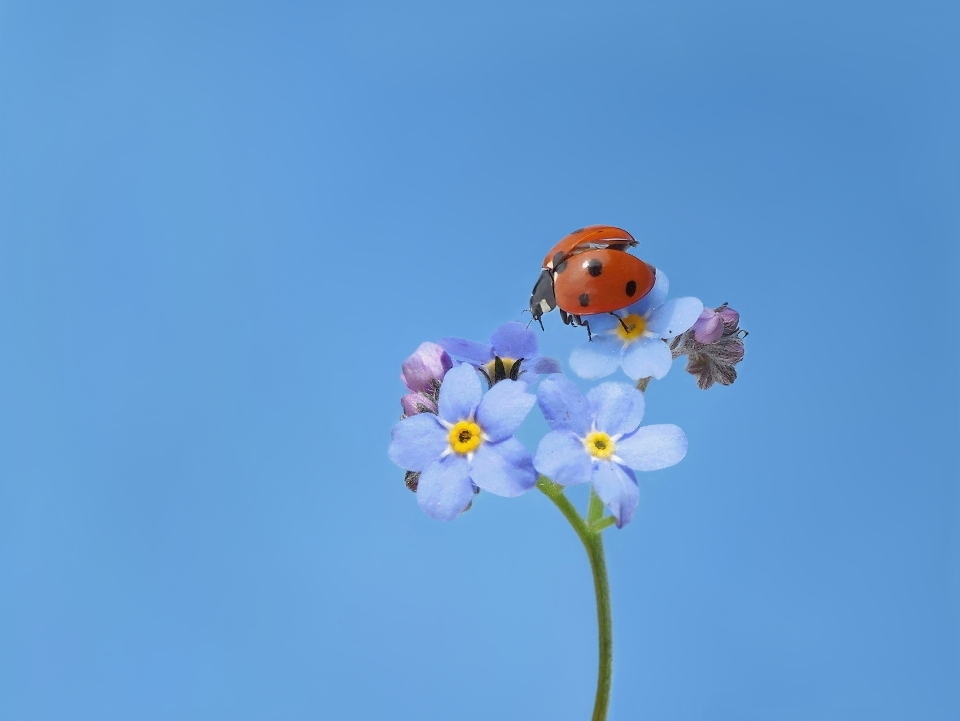 Ladybug beetle insect blue