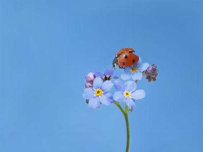 Ladybug beetle insect blue Photo