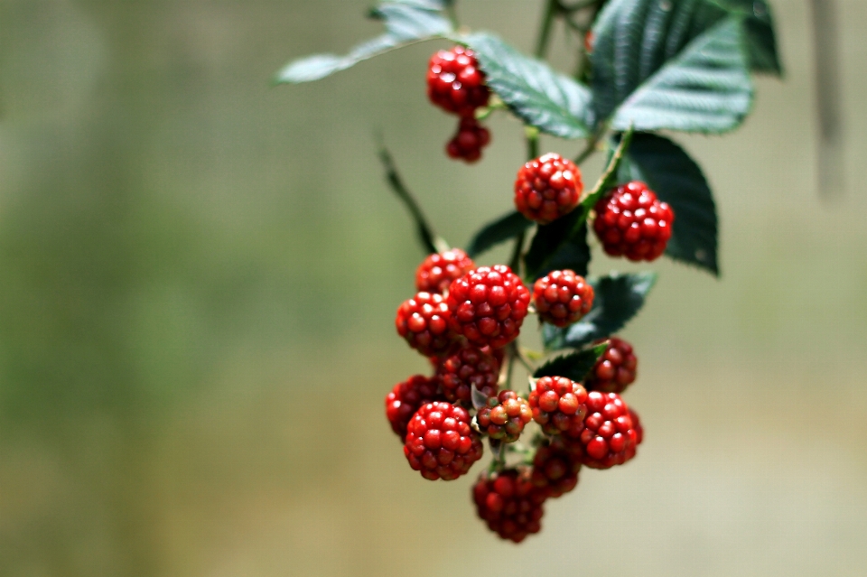 Agriculture nature berry red