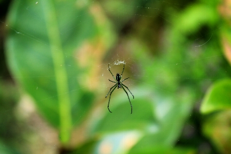 Spy alone green vegetation Photo