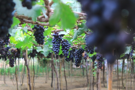 Grape ninh thuan agriculture grapevine family Photo