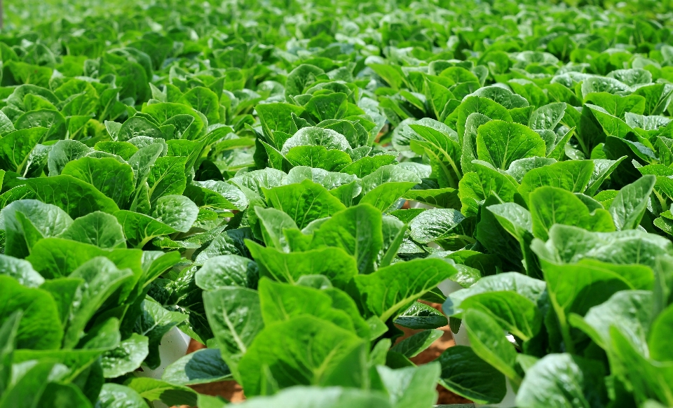 Greenhouse agriculture leaf vegetable cash crop