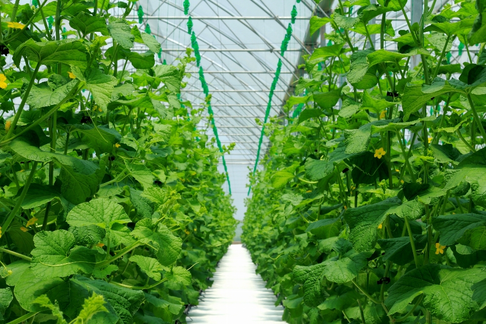 Greenhouse agriculture green vegetation