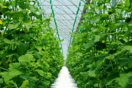 Greenhouse agriculture green vegetation Photo