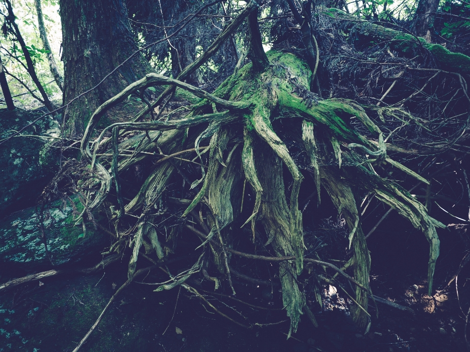 Japan root moss forest