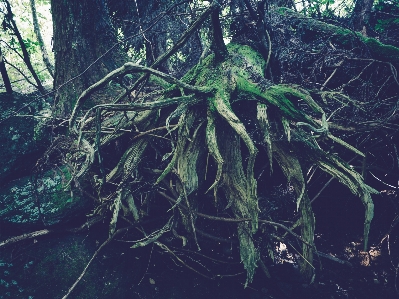 Japan root moss forest Photo