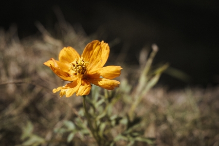 Sunflower beautiful river flower Photo