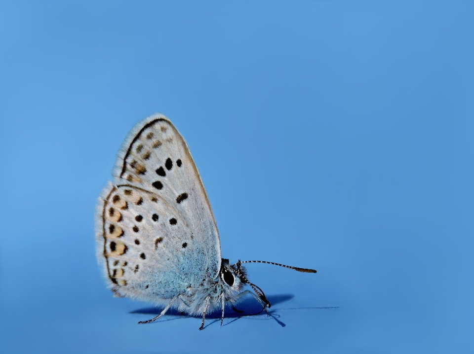 Schmetterling blauer schmetterling
 insekt blau