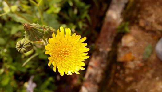 Flower flora yellow sow thistles Photo