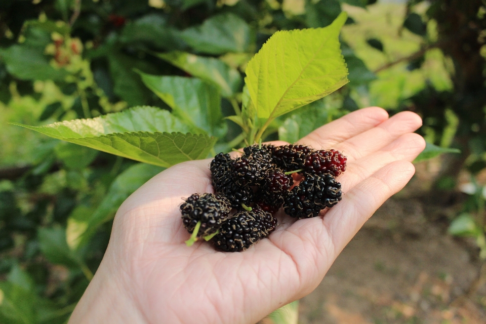 Nature berry mulberry blackberry