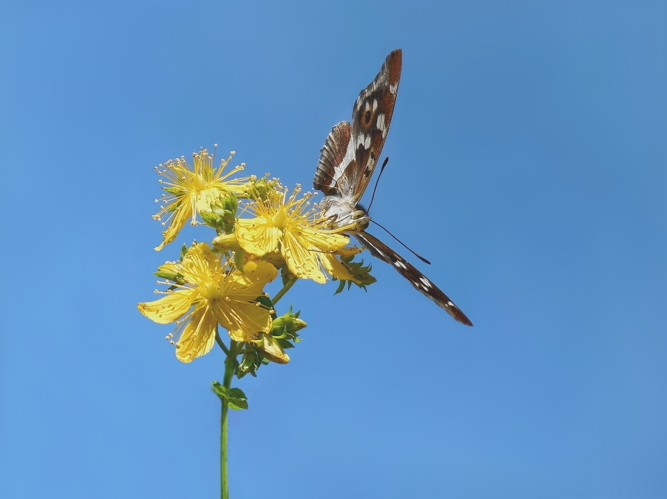 Papillon insecte fleur flore