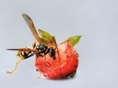 野ハチ
 ハチ 虫 いちご 写真