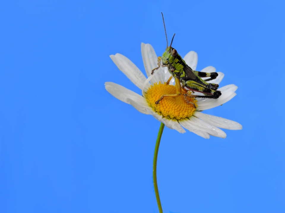 Alpin montagne insecte marguerite