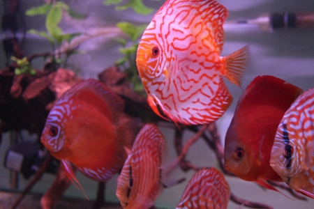 Discus pink fish marine biology Photo