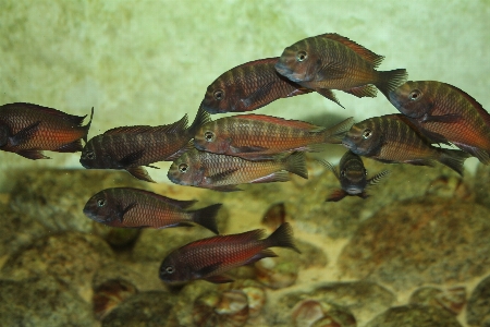 魚 fauna 海洋生物学
 生命体 写真