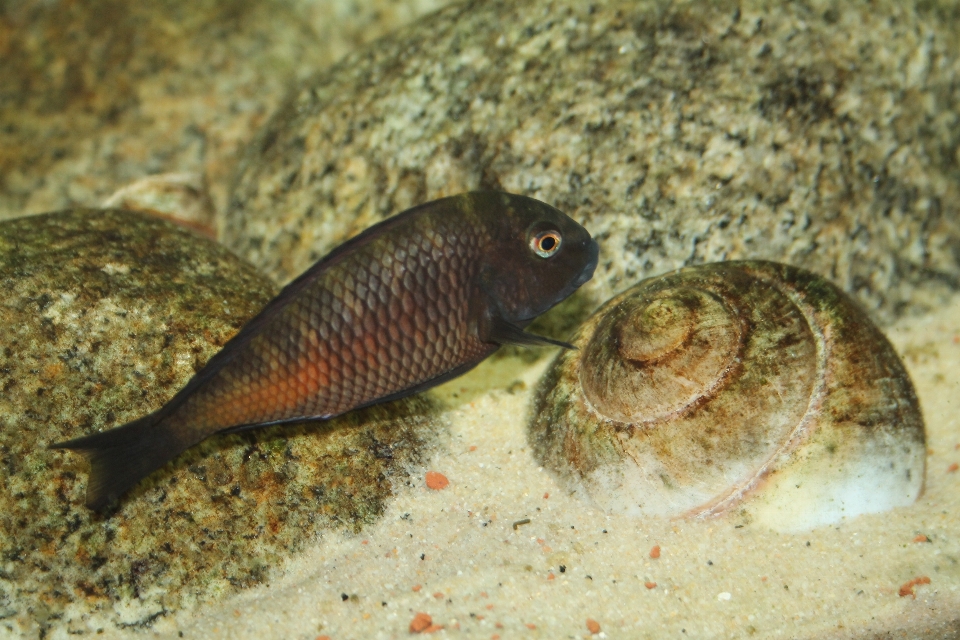 Peixe biologia marinha
 fauna organismo