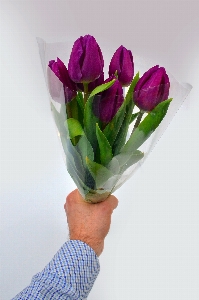 Tulips purple background bouquet Photo